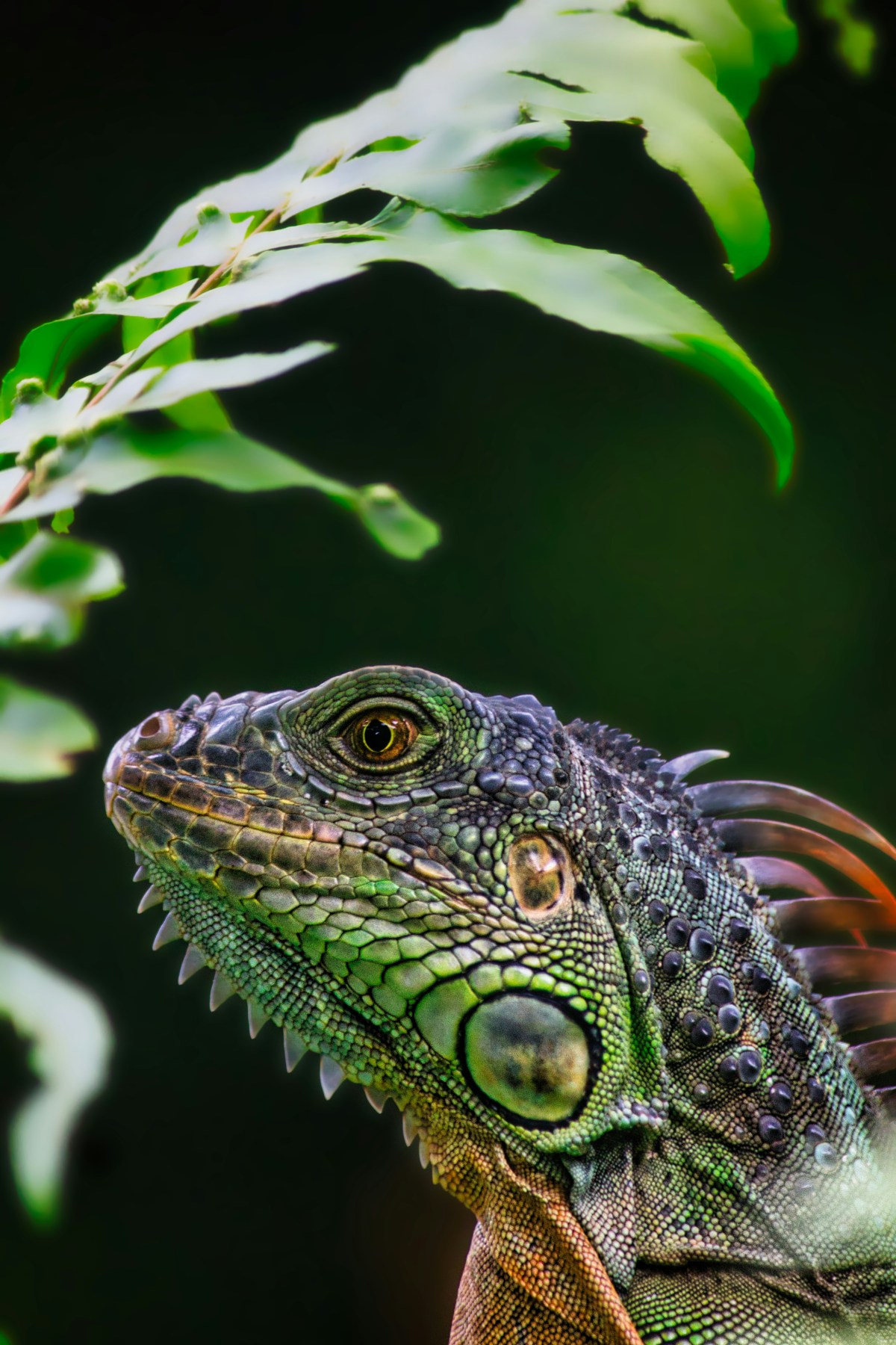 Invasive Species
